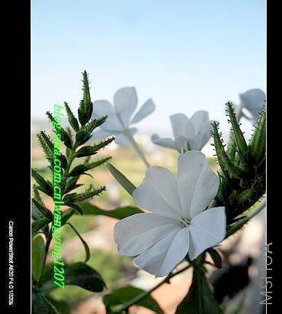 nEO_IMG_8,16��ѩ2 005.jpg