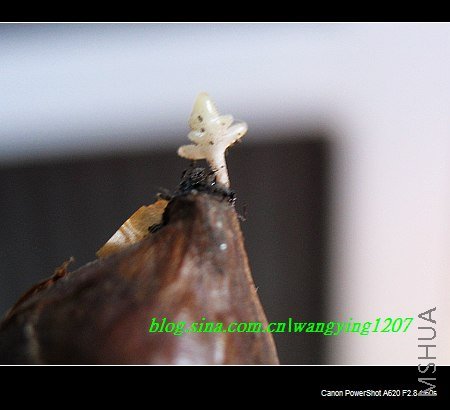 nEO_IMG_8,16��ѩ3 003.jpg