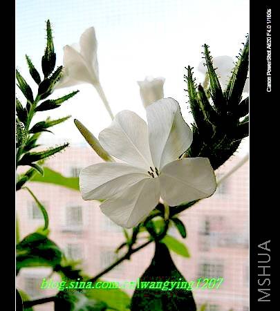 nEO_IMG_8,16��ѩ 036.jpg