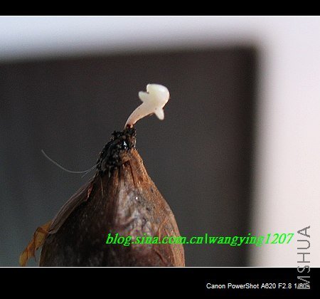 nEO_IMG_8,16��ѩ3 004.jpg