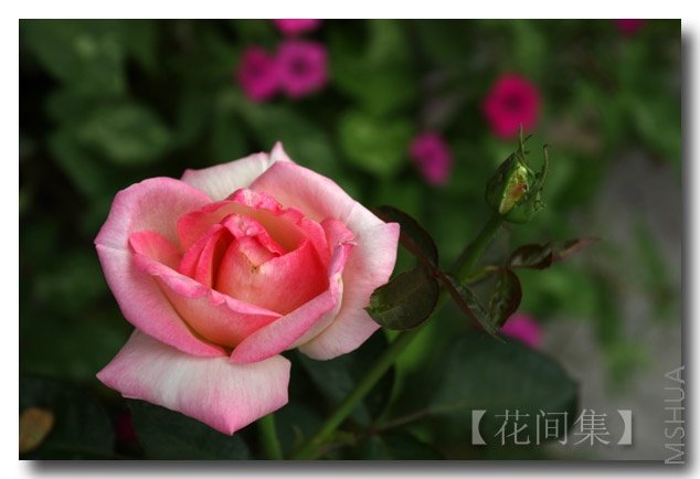 IMG_3911 ����.jpg