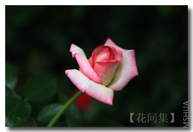 IMG_5550 ����.jpg