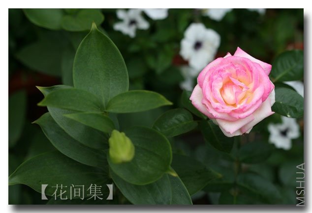 IMG_2893 ����.jpg