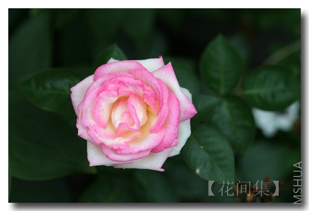 IMG_2896 ����.jpg