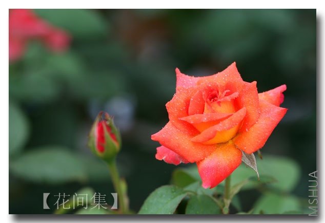 IMG_2886 ����.jpg