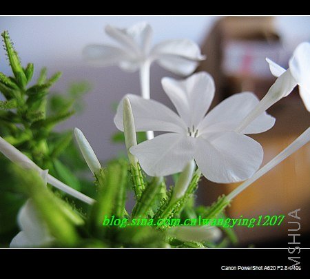 nEO_IMG_8,16��ѩ3 013.jpg