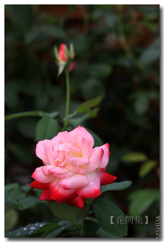 IMG_1280 ����.jpg