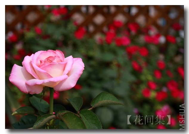 IMG_7592 ����.jpg