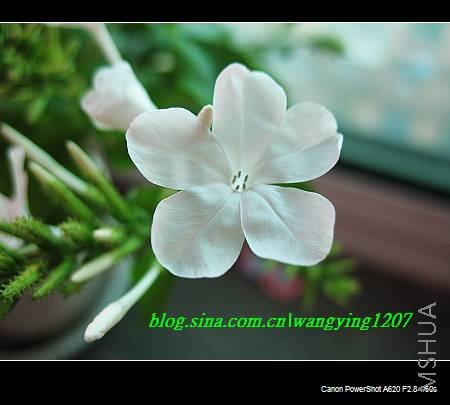 nEO_IMG_8,16��ѩ 041.jpg