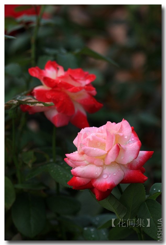 IMG_1282 ����.jpg