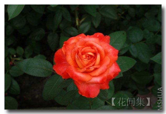 IMG_5519 ����.jpg