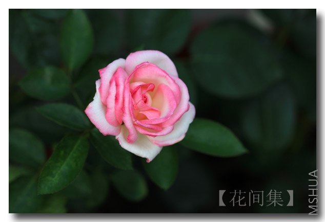 IMG_0592 ����.jpg