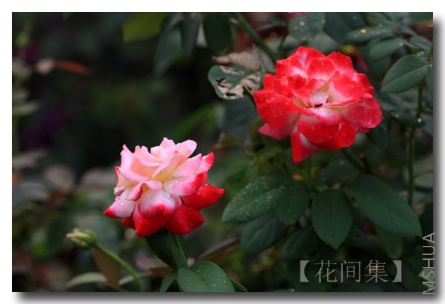 IMG_1284 ����.jpg