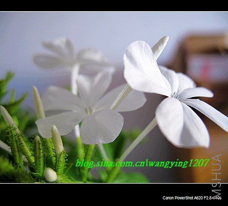 nEO_IMG_8,16��ѩ3 011.jpg