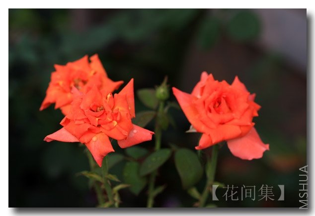 IMG_1283 ����.jpg