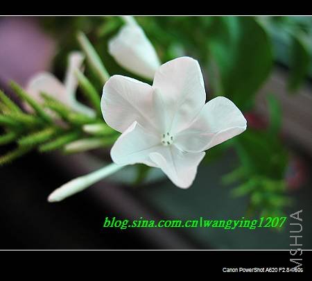 nEO_IMG_8,16��ѩ 027.jpg