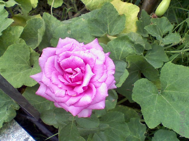 081808070024.jpg