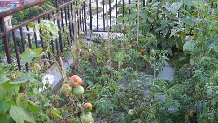 ���Ƿ���