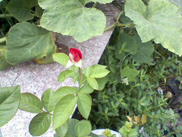 081808065958.jpg