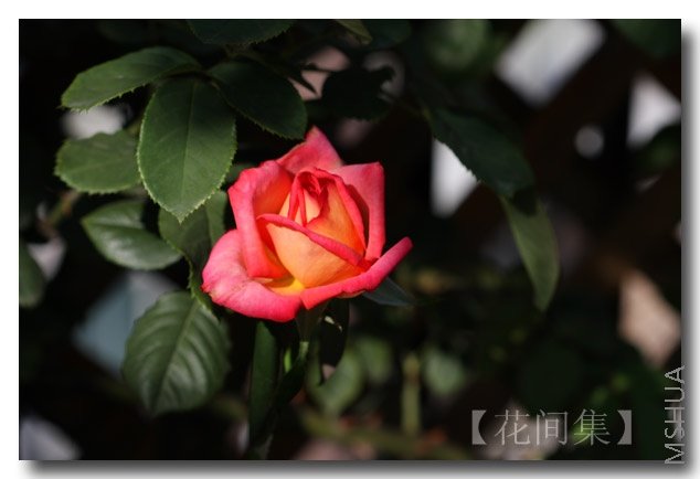 IMG_0401 ����.jpg