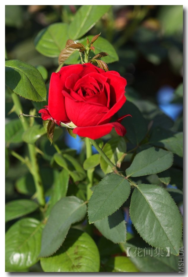 IMG_0396 ����.jpg