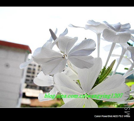 nEO_IMG_8,20��ѩ 020.jpg