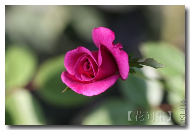 IMG_0520 ����.jpg