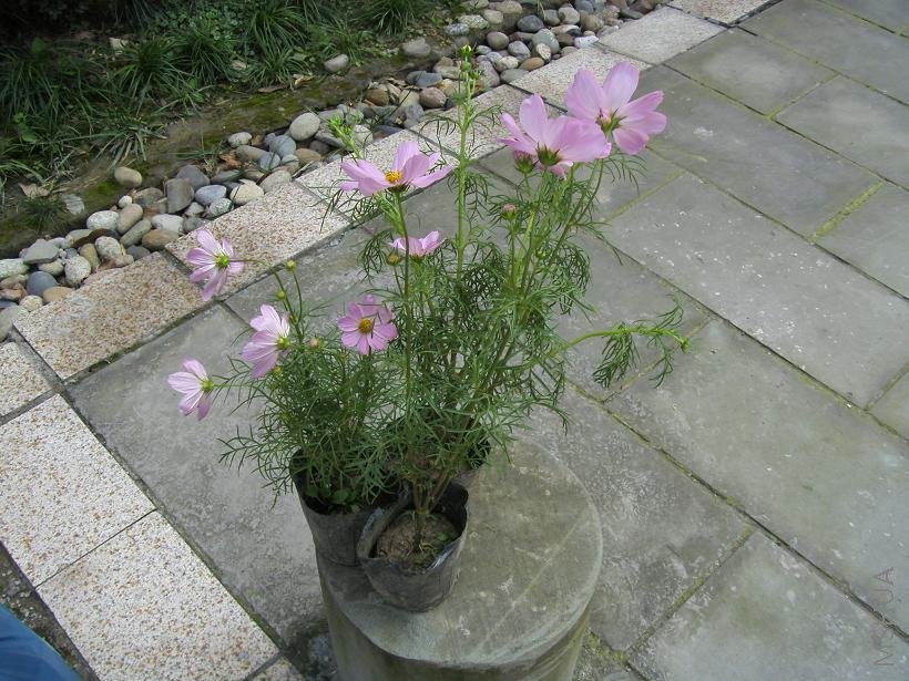 ��˹�գ������ˣ�һ������6�裬���ȥ��֪�����Զ��Ư��Щ