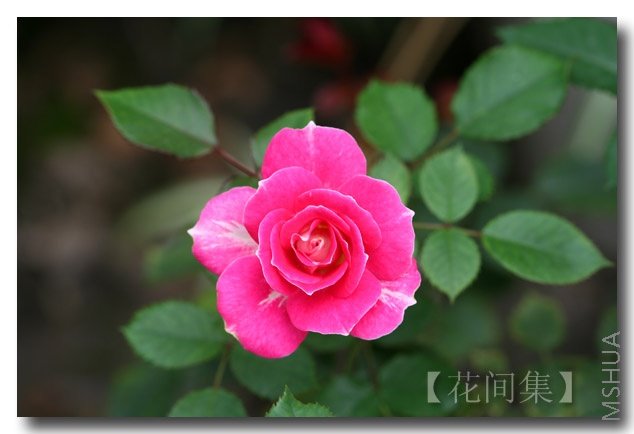 IMG_3039 ����.jpg