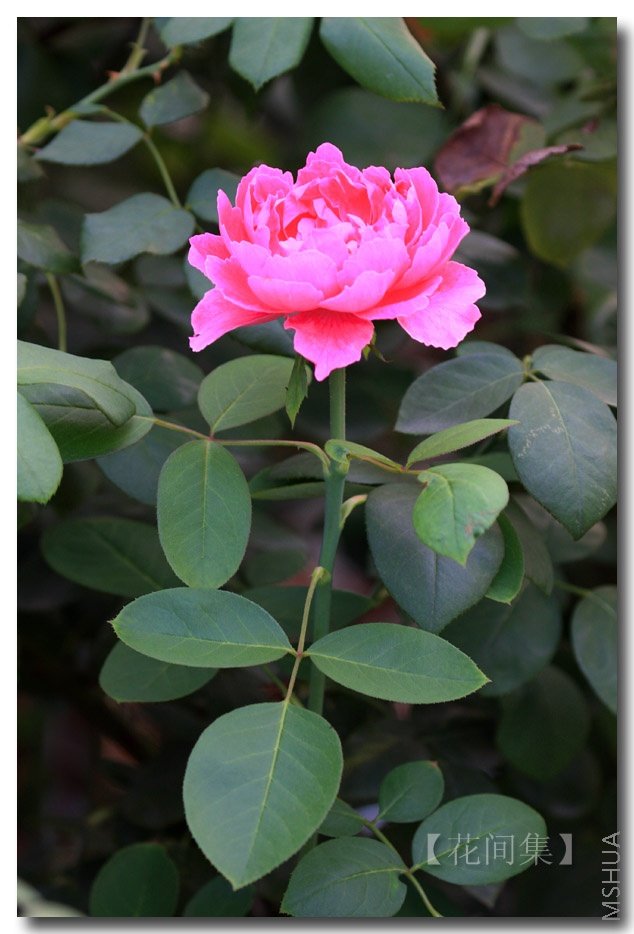 IMG_3847 ����.jpg