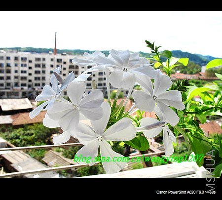 nEO_IMG_8,20��ѩ 019.jpg