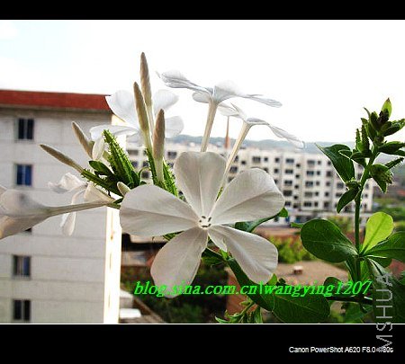 nEO_IMG_8,20��ѩ 006.jpg