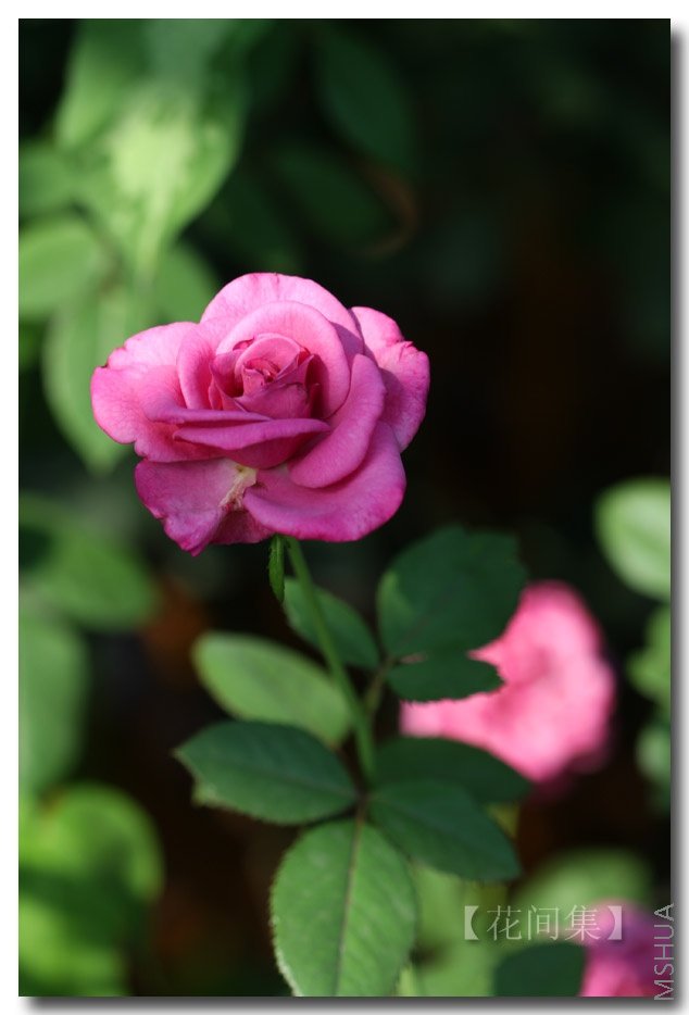 IMG_0516 ����.jpg