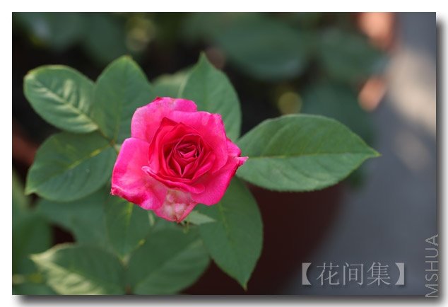 IMG_0511 ����.jpg