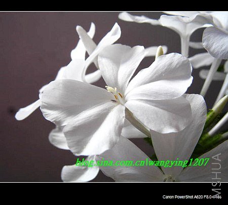 nEO_IMG_8,20��ѩ 013.jpg