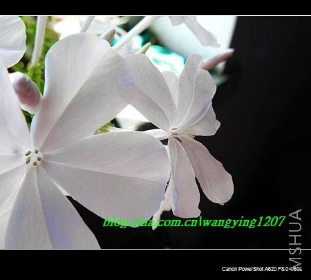 nEO_IMG_8,20��ѩ 023.jpg