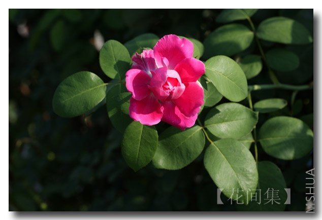 IMG_0480 ����.jpg