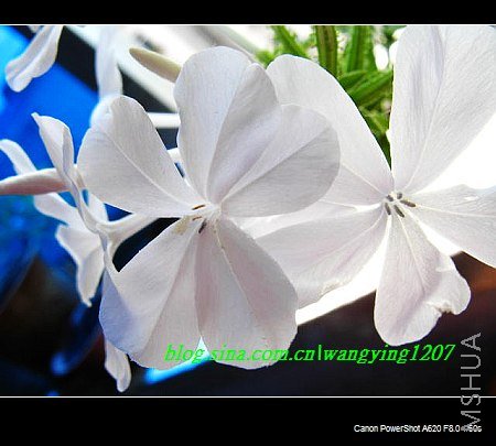 nEO_IMG_8,20��ѩ 024.jpg