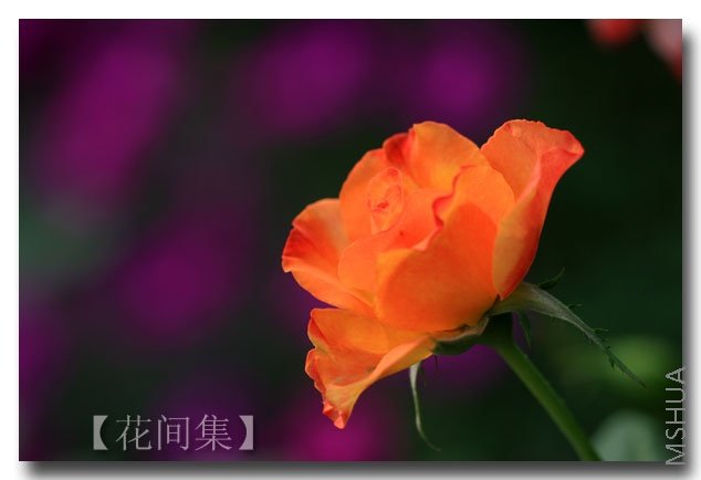 IMG_0594 ����.jpg