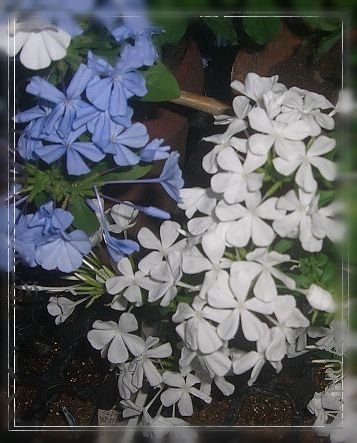 CIMG0420.JPG