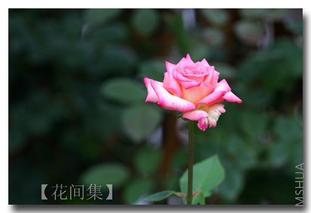 IMG_3061 ����.jpg