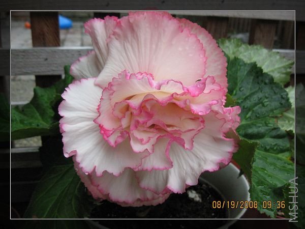 daughter 's 055.jpg