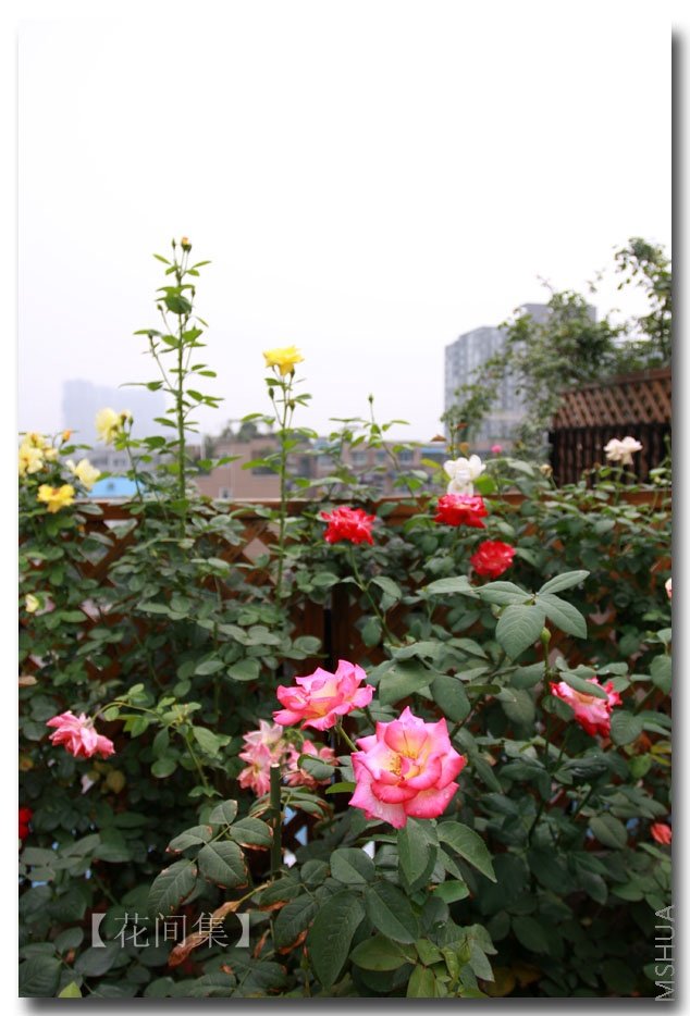 IMG_6688 ����.jpg