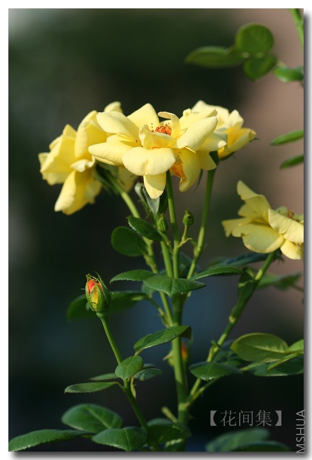 IMG_3873 ����.jpg