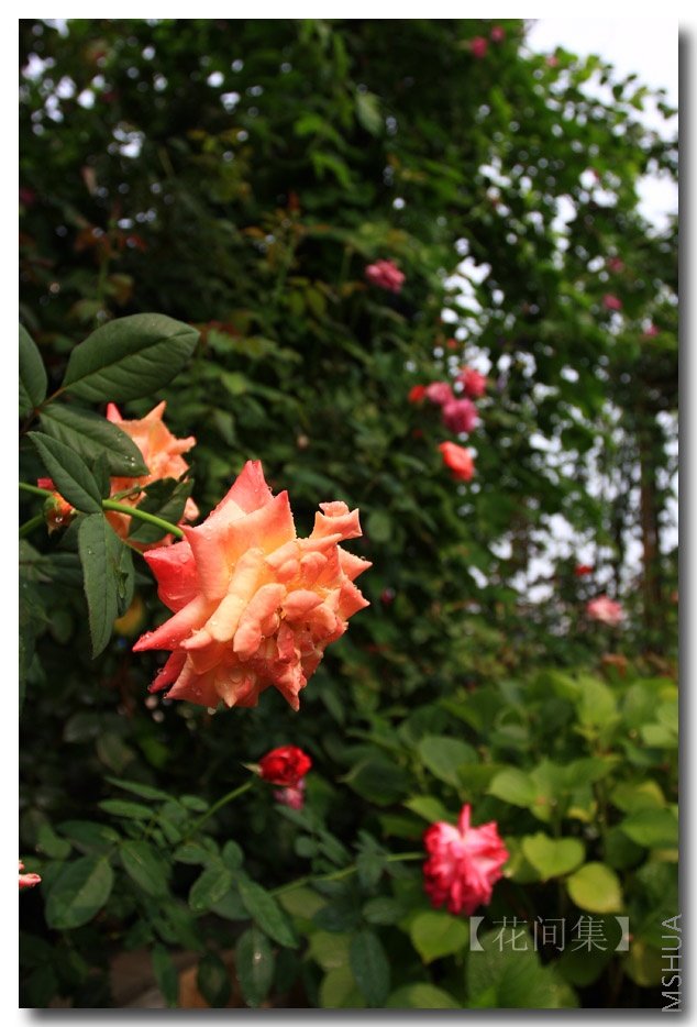 IMG_4090 ����.jpg