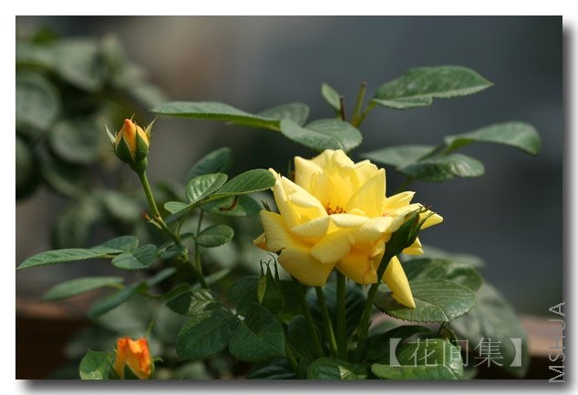 IMG_2787 ����.jpg