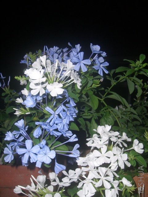 CIMG0419.JPG
