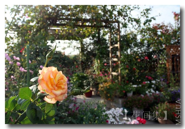 IMG_3223 ����.jpg