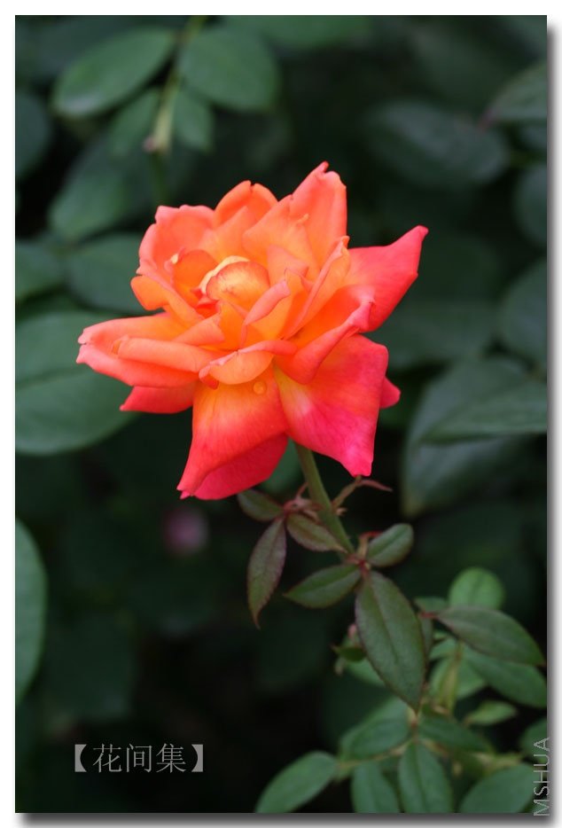 IMG_3055 ����.jpg