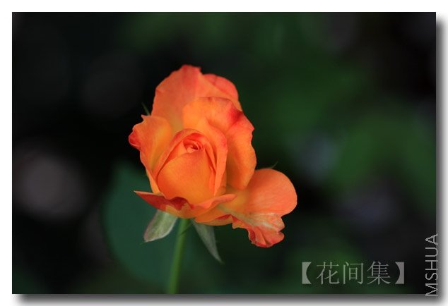 IMG_0588 ����.jpg